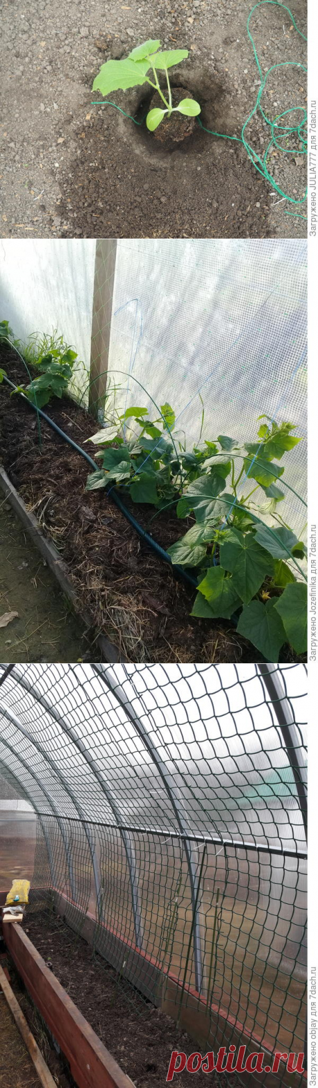 Подвязка огурцов и помидоров в теплице и на шпалере