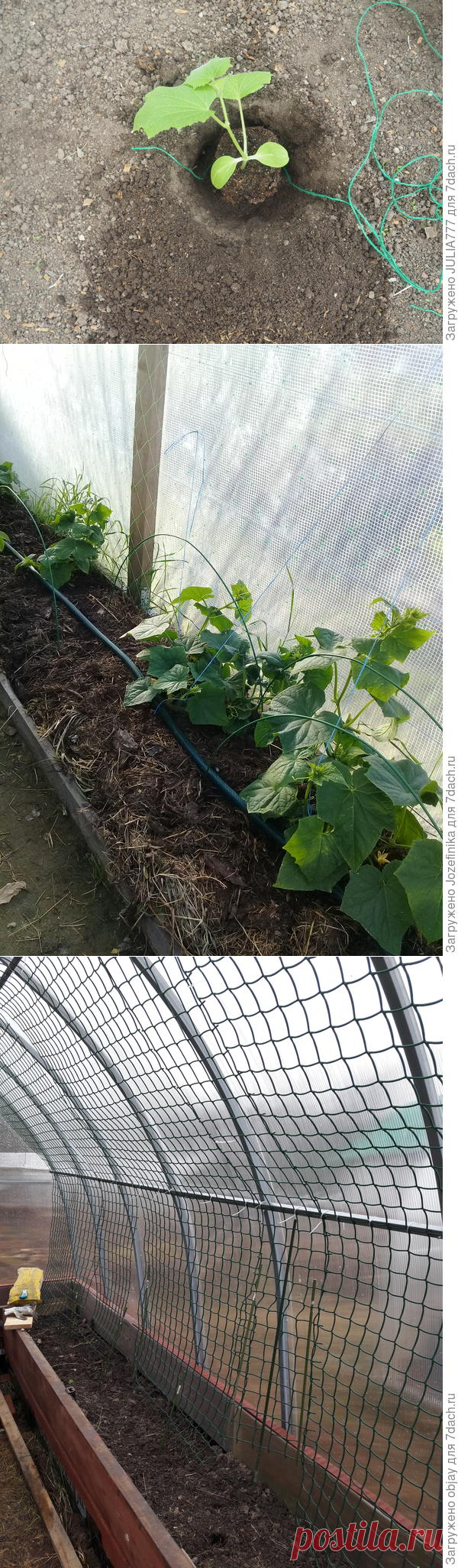 Подвязка огурцов и помидоров в теплице и на шпалере