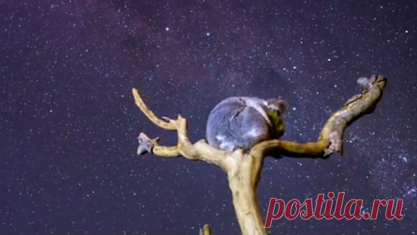 Коала Грейс — созерцательница звезд | Все умницы