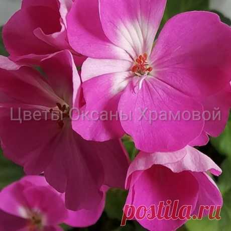 Архивы Пеларгонии - Цветы от Оксаны Храмовой