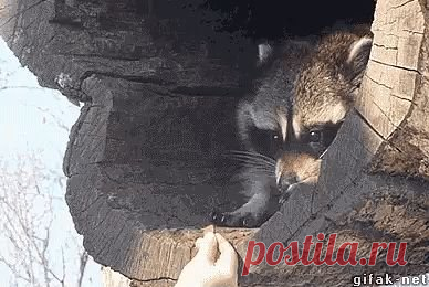 Одноклассники