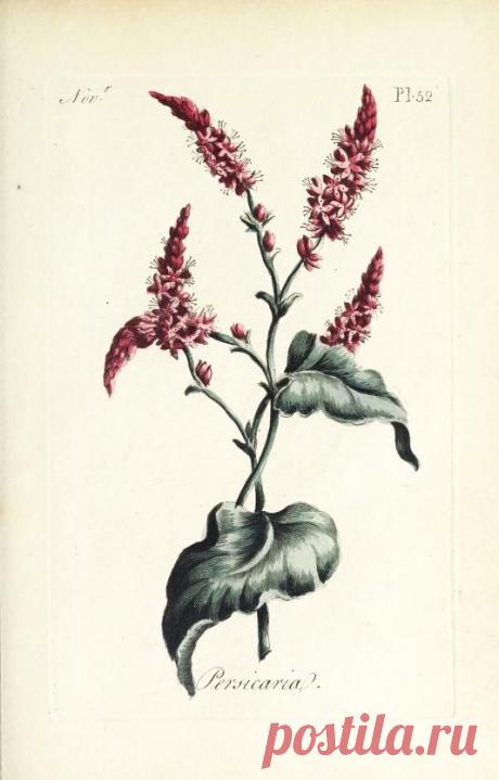 The florist : containing sixty plates of the most beautiful flowers regularly dispos'd in their succession of blowing : to which is added an accurate description of their colours, with instructions for drawing & painting them according to nature : being a new work intended for the use & amusement of gentlemen and ladies delighting in that art : Free Download, Borrow, and Streaming : Internet Archive