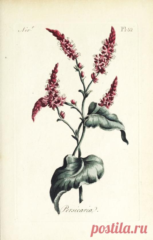 The florist : containing sixty plates of the most beautiful flowers regularly dispos'd in their succession of blowing : to which is added an accurate description of their colours, with instructions for drawing & painting them according to nature : being a new work intended for the use & amusement of gentlemen and ladies delighting in that art : Free Download, Borrow, and Streaming : Internet Archive