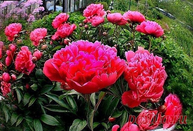 Когда лучше приступать к омоложению пиона
Оксана Тимошенко, Пермь: 