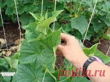 КАК ПРАВИЛЬНО ПРИЩИПЫВАТЬ ОГУРЦЫ
Нужно ли вообще прищипывать огурцы?
Иногда можно услышать мнение о том, что прищипывание огурцов в теплице и открытом грунте – это лишняя трата времени, и отменные урожаи можно получить и без этого. В некоторых случаях так и происходит, поскольку все зависит от вида растения и его особенностей. Но следует помнить, что при неконтролируемом росте огурцов на кустах образуется большое количество пустоцветов (мужских побегов). А для получения ур...