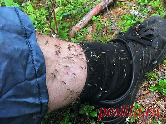 Как приготовить эффективное средство от комаров и мошек своими руками? - Вредители и болезни - Женский Мир