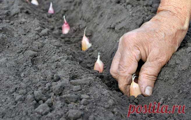 Посадка чеснока под зиму – все тонкости посадки зубками… Рассказываем как правильно посадить чеснок осенью… Если вы планируете выращивать на своем участке чеснок, лучше всего побеспокоиться об этом еще осенью. Посадка этого луковичного растения под зиму обеспечит отличное качество и большой размер головок и зубков чеснока. Не секрет, что главные условия д