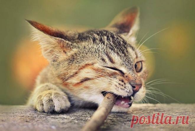 Зубы необходимо чистить от камней!!!!!!!!!