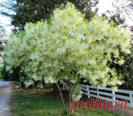 Снежноцвет виргинский (Chionanthus virginicus)