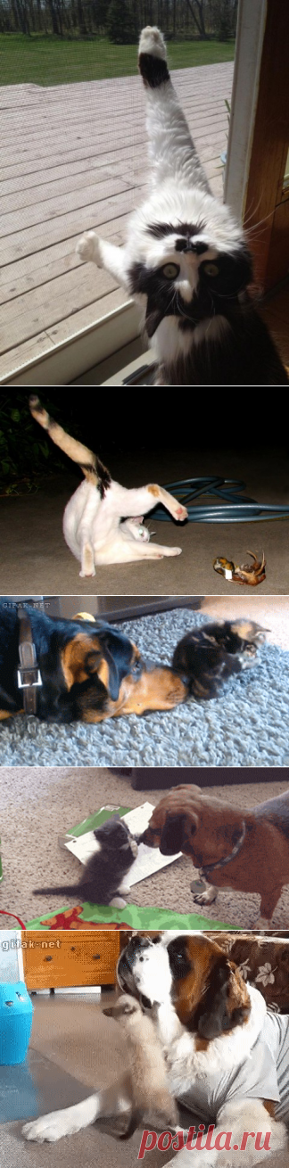 Мы откроем вам правду! Дружба кошки и собаки в забавных гифках