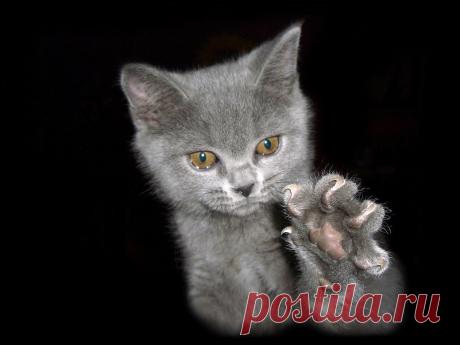 котик