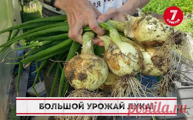 ТЕПЕРЬ МОЖНО КАЖДЫЙ ГОД ПОЛУЧАТЬ БОЛЬШОЙ УРОЖАЙ ЛУКА!
ВОТ 4 СОВЕТА ДЛЯ ЭТОГО