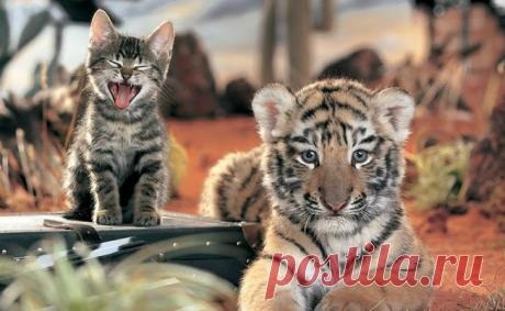 ВОТ КАК ВЫГЛЯДИТ ЖЕЛЕЗНОЕ ТЕРПЕНИЕ!))))))