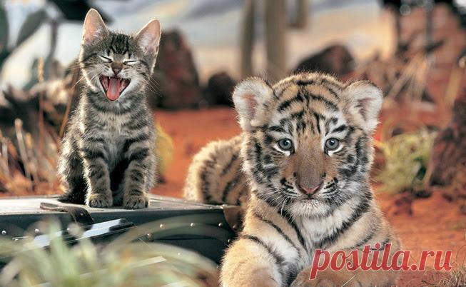 ВОТ КАК ВЫГЛЯДИТ ЖЕЛЕЗНОЕ ТЕРПЕНИЕ!))))))