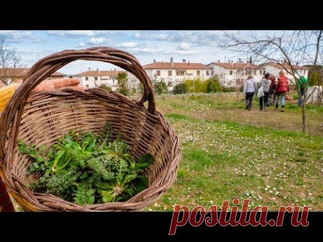 ERBE SPONTANEE, COME RICONOSCERLE E RACCOGLIERLE