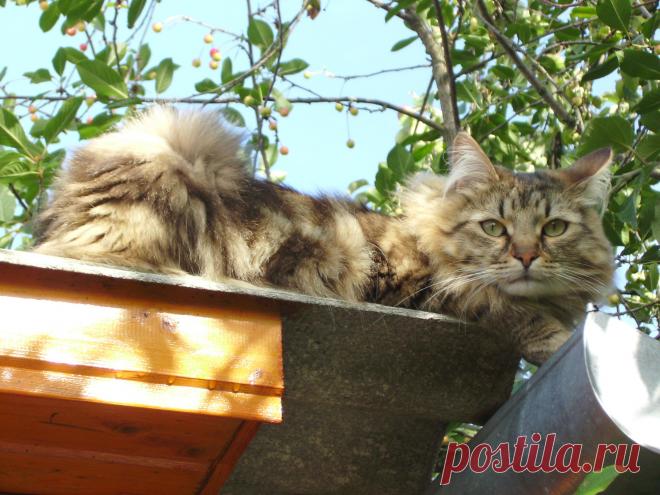 Мне сверху видно всё