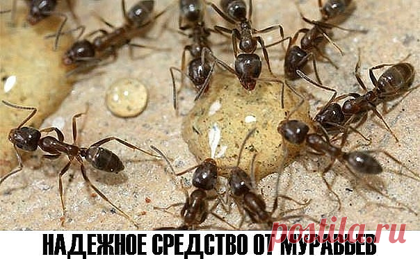 (1) Одноклассники