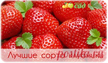 ЛУЧШИЕ СОРТА КЛУБНИКИ