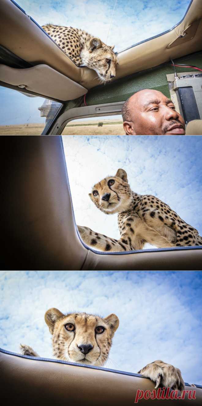 Любопытный гепард