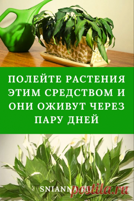 Полейте растения этим средством и они оживут через пару дней
Если ваши любимцы чахнут на глазах или вы не могли ухаживать за ними длительное время по причине отпуска, нужно всего лишь полить их живительным бальзамом.
Его легко приготовить самому. ➡️ Кликайте на фото, чтобы прочитать статью