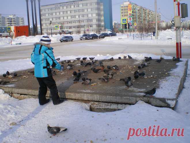 Город Радужный, весна, голуби.