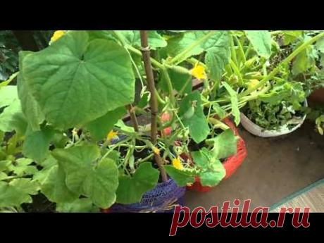 2.Огурцы и помидоры на балконе-удачный эксперимент. - YouTube