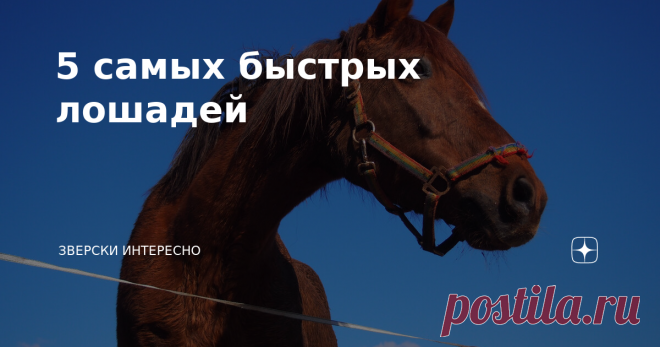 5 самых быстрых лошадей  На планете множество пород лошадей, но не все представители могут похвастаться резвостью. И необязательно максимальные показатели принадлежат галопу. Существуют рекордсмены и среди рысаков. Помимо наследственности важны условия содержания, тренировки и правильное меню. Английская чистокровная. Результат кропотливой работы заводчиков. Специально выведена для соревнований. Чемпион коротких дистанций — кобыла Виннинг Брю развила в 2008 г. скорость 70,...