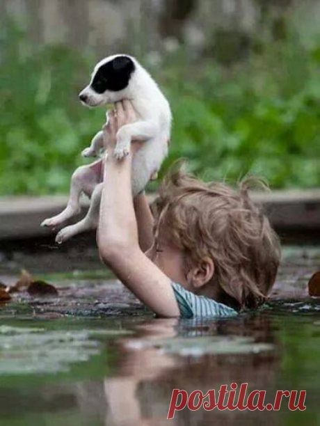The small boy has the power to save his dog!!
Worst Floods Catastrophe!!! 
SERBIA AND BOSNIA NEED YOUR HELP!!!