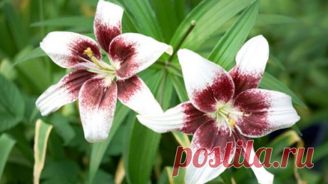 Весенняя посадка луковичных на Supersadovnik.ru Многие привыкли весной высаживать в сад гладиолусы, лилии и георгины. Однако выбор луковичных растений для весенней посадки в последние годы расширился. Как правильно сажать все эти фрезии, иксии, крокосмии и даже привычные нам в комнатной культуре г