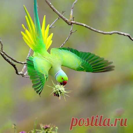 Смешная дикая природа