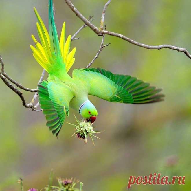 Смешная дикая природа