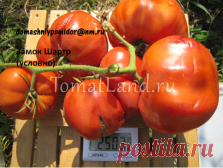 Томат Замок Шартр: описание сорта, отзывы, фото, урожайность | tomatland.ru