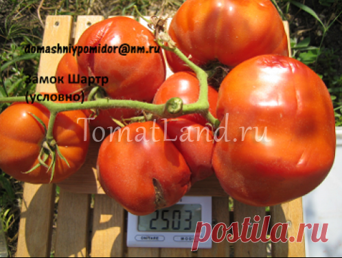Томат Замок Шартр: описание сорта, отзывы, фото, урожайность | tomatland.ru