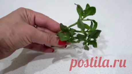 Этот способ укоренения растений действует даже там, где другие бессильны — Мир интересного