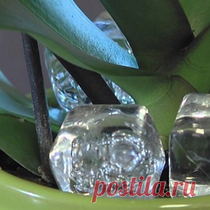 Положите кубик льда в горшок с орхидеей, и увидите как это поможет ей!