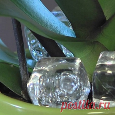 Положите кубик льда в горшок с орхидеей, и увидите как это поможет ей!