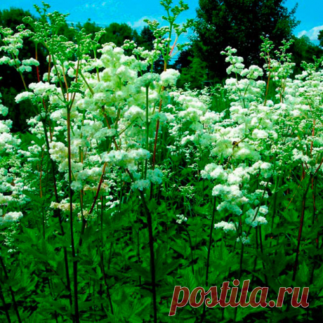 Лекарственное растение Таволга вязолистная (Filipendula ulmaria). Многолетнее прямостоячее растение с граненым стеблем высотой 1-1,5 м. Листья прерывисто-перистые с 2-5 парами крупных, по краям двояко-зубчатых, яйцевидных листочков. Желтовато-белые мелкие цветки с очень сильным запахом собраны в многолучевые ложные зонтики.