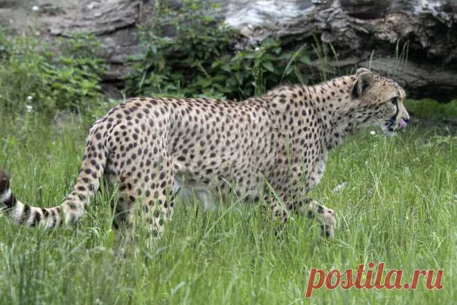 Cheetah Jachtluipaard, Gepard of Cheeta (Acinonyx jubatus) Dierenrijk, Nuenen, The Netherlands Conservation status: Vulnerable
