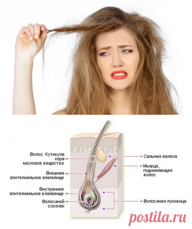 Как остановить выпадение волос / Все для женщины