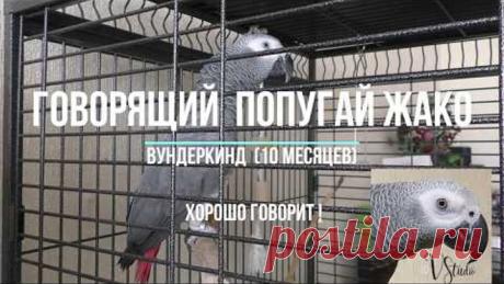 Говорящий попугай жако (10 месяцев) - отлично говорит