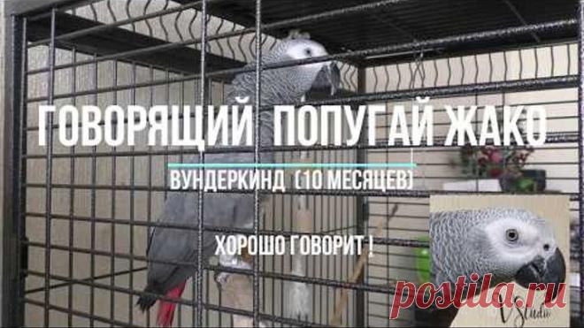 Говорящий попугай жако (10 месяцев) - отлично говорит