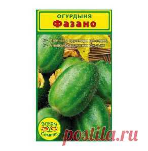 Огурдыня Фазано (Италия) - gryadka58.ru . я читал это дыни такие . вид  огурдыня . а есть - дыня огурец  ещё вид дынь