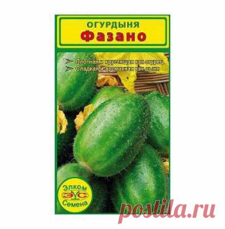 Огурдыня Фазано (Италия) - gryadka58.ru . я читал это дыни такие . вид  огурдыня . а есть - дыня огурец  ещё вид дынь