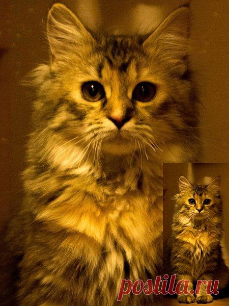 Наши коты - #1 | Кошка Чернуха и кот Беляшик | Яндекс Дзен