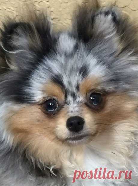#pomeranian