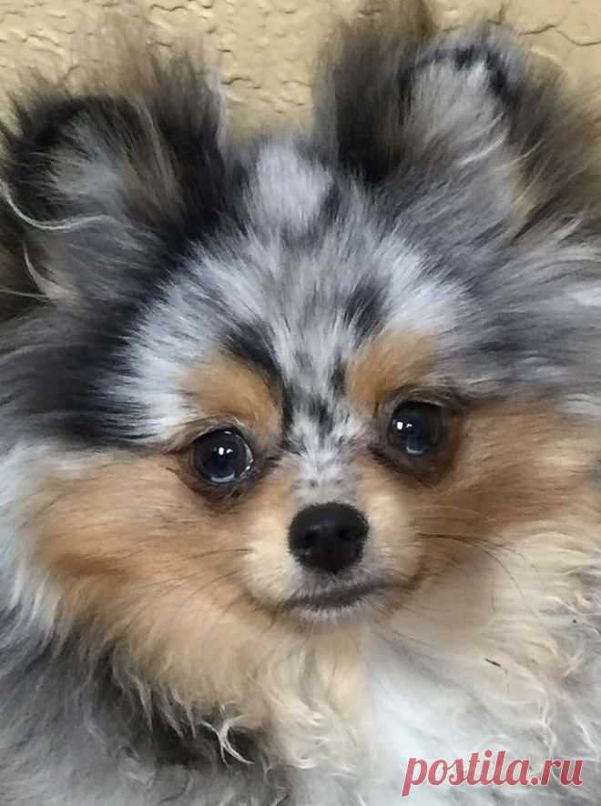 #pomeranian