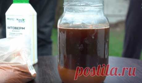 Рабочий раствор из самых простых трав: заменят химию на огороде и в саду Тема удобрений несомненно всегда будет актуальна для тех, у кого есть комнатные растения, дача или огород, ведь все хотят получить