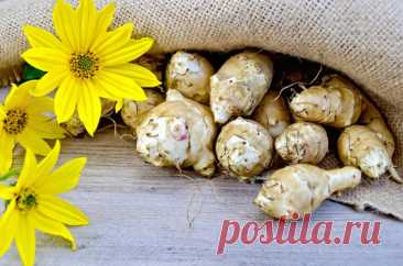 Земляная груша топинамбур