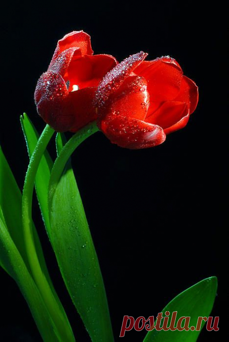 (21) Pinterest