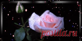 Мы все, друзья, живой природы дети,
Родные братья на родной планете,
Цветы, деревья, звери, птицы, люди –
Мы жизнь и дом родной свой очень любим.
 
Мы, как цветы, порой несовместимы,
Но все хотим, конечно, быть любимы,
И в чём-то все мы схожи меж собою
И связаны одной загадочной судьбою.
 
И, как цветы, одни из нас ранимы,
Скромны, застенчивы, незаменимы,
Хранят в душе своей тепло и радость,
И людям дарят в этой жизни сладость.
 
Иные лишь о почестях мечтают,
И выгоду свою...